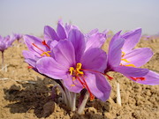 عرضه ۲۰ کیلو زعفران در تالار نقره ای