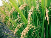 برنج های ایرانی فروش رفت