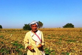 کشاورزان ۲روزه به ۷۰ درصد پولشان می رسند
