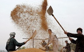 کشاورزان در سامانه بورس کالا ثبت نام کنند