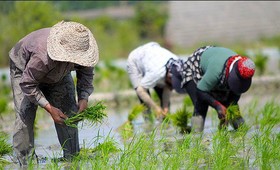 حذف دلالان و تولید پایدار با عرضه برنج در بورس کالا