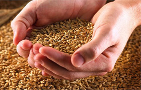عرضه ۱۱۲ هزار تن جو دامی ۱۲ استان کشور