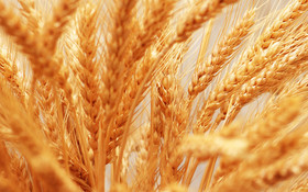 معامله ۲۰ هزار تن گندم خوراکی در بورس کالا