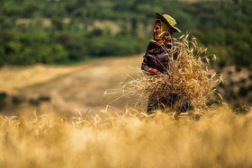 ثمرات ورود بورس کالا به حوزه کشاورزی