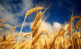 معامله جو و گندم در تالار نقره ای