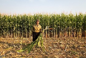 آرزوی دیرینه کشاورزان با سیاست قیمت تضمینی محقق می شود؟