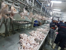 مزایای قیمت گذاری گوشت مرغ در بورس کالا
