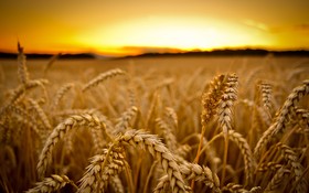آغاز عرضه گندم صادراتی در بورس کالا با حجم ۲۰هزار تن