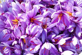 نخستین محموله صادراتی زعفران در بورس کالا معامله شد