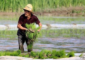مزایای طرح قیمت تضمینی برنج برای کشاورزان