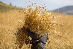 برای افزایش کیفیت آرد، گندم وارداتی هم در بورس کالا عرضه شود