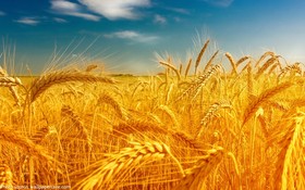 معامله ۸ هزار تن گندم خوراکی در بورس کالای ایران