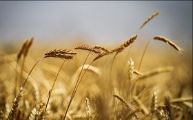 عرضه گندم در قالب طرح قیمت تضمینی در بورس کالا