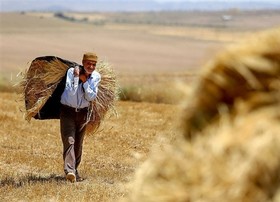 عرضه گندم در بورس کالا به نفع کشاورزان است