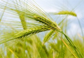 معامله ۱۸هزار تن گندم خوراکی در بورس کالای ایران