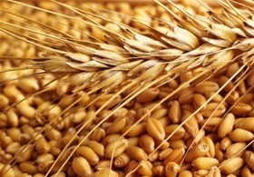عرضه بیش از ۳۴ هزار تن گندم در تالار محصولات کشاورزی
