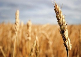 افزایش بهره وری با عرضه گندم در بورس کالا