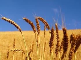 کاهش فساد با عرضه گندم در بورس کالا