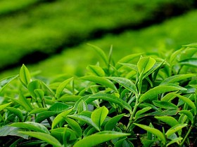 چای خشک در بورس کالا عرضه می‌شود