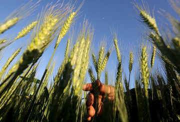 افزایش قیمت جهانی گندم منجر به حذف آن می‌شود؟