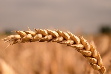 داد و ستد گندم خوراکی در تالار محصولات کشاورزی