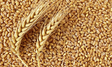 رومانی، دومین صادرکننده بزرگ گندم نرم به بازارهای غیر اتحادیه اروپا