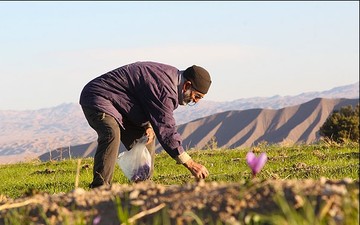 زعفران پس از سال ها چشم انداز قیمتی دارد/نگاه کشاورزان به معاملات آتی بورس کالا