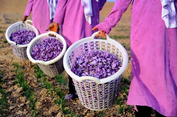 بهبود وضعیت صادرات زعفران به کمک بورس کالا