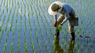 تنظیم بازار برنج با عرضه در بورس کالا