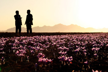 سود ۱۰ برابری دلالان بین المللی از فروش زعفران ایرانی