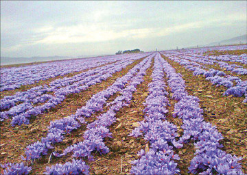 گزارشی از فصل بنفش مزارع / پایان ارزان فروشی زعفران به دلالان