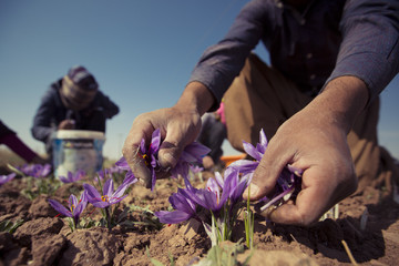کشاورزان چگونه می توانند قیمت زعفران را بیمه کنند؟