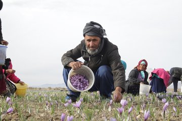 گزارش تصویری فصل برداشت زعفران در تربت حیدریه