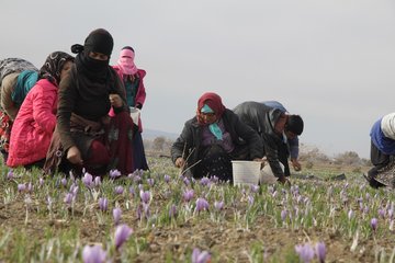 گزارش تصویری فصل برداشت زعفران در تربت حیدریه
