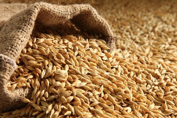 کاهش صادرات غلات و کمبود گندم در جهان