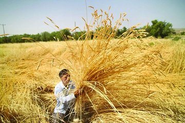 کیفیت گندم با عرضه در بورس کالا افزایش می‌ یابد