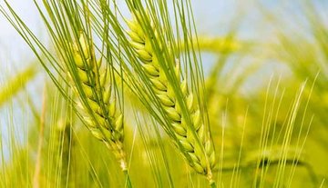 رشد ۳۵۳ درصدی تولید گندم در ۴۰ سال اخیر
