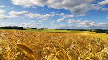چرا قیمت جهانی گندم افزایش یافت؟