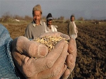 دولت خرید گندم را به بخش خصوصی واگذار کند