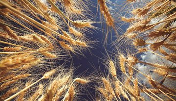 قیمت گندم در آمریکا به بالاترین رقم طی ۹ سال گذشته رسید
