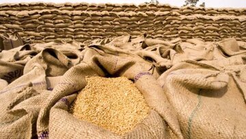 افزایش قیمت و کاهش ذخایر جهانی گندم