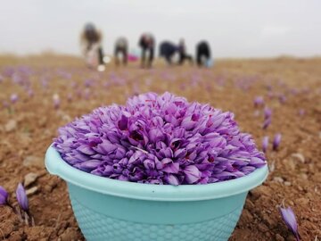 خرید حمایتی ۹۲۷ کیلوگرم زعفران از ۲۰۰ کشاورز