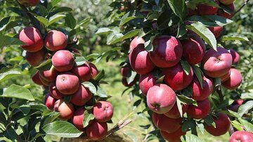 سیب وارد بورس کالا می شود/
ارزش بازار سیب ۴ هزار میلیارد تومان برآورد شد