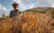 خروج از انحصار با عرضه گندم در بورس کالا