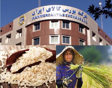 معاملات برنج در بورس کالا رونق می گیرد
