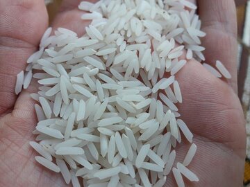گشایش انبار برنج سفید طارم مازندران در بورس کالا/
نماد معاملاتی برنج یکشنبه آینده باز می شود