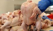 گرانی گوشت مرغ در اروپا به دنبال جنگ اوکراین