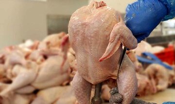 گرانی گوشت مرغ در اروپا به دنبال جنگ اوکراین